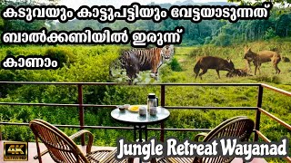 Jungle Retreat Wayanad കടുവയും കാട്ടുപട്ടിയും വേട്ടയാടുന്നത് കാണാംforest stay in wayanad wildlife [upl. by Aggarwal]