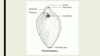 Morphology of Fasciola hepatica [upl. by Ahsinyd]