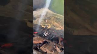 Grilled Blue Marlins Head marang food youtube shortvideo short thankyouforwatching [upl. by Joli]