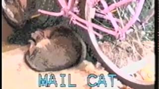 mail cat [upl. by Ralina]