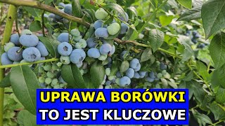 Uprawa Borówki  to jest KLUCZOWE Jak uprawiać Borówkę amerykańską Cięcie Oprysk Nawożenie Wiosną [upl. by Marrissa]