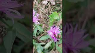 Centaurea  The Bikers flower [upl. by Mellisent]