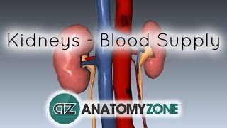 Blood Supply to the Kidneys  3D Anatomy Tutorial [upl. by Yemorej]