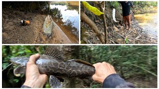 pesca variada en el rio y caños pesca de bagre rayado yake pirañas palometas y mucho mas [upl. by Aicilec739]