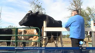 Fall festival celebrates Creswells world famous steer [upl. by Azriel]