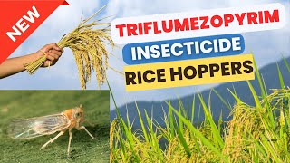 Triflumezopyrim Insecticide Effective Control of Rice Hoppers  Chemistry Uses amp Mode of Actionquot [upl. by Clare556]