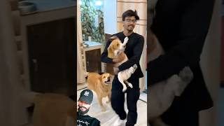 New pappy at home dog funny comedy doglover funnydogs dogcomedy revengeking dogentertainment [upl. by Neelia547]