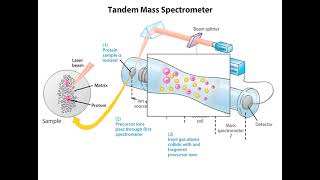 Tandem Mass Spectrometer Animation I CSIR NET Life Science I GATE Life Science I DBT JRF [upl. by Perkin]