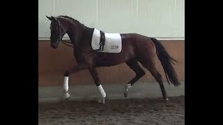 2015 Hanoverian dressage mare top price  wwwsporthorsesonlinecom [upl. by Polky]