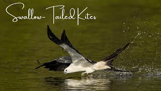 Swallow tailed kites [upl. by Calabrese639]