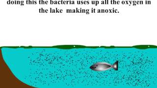 Eutrophication Animation [upl. by Sihun]