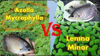 Perbandingan amp Ulasan Lengkap Azolla Mycrophylla dan Lemna Minor Duckweed [upl. by Gail]