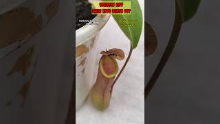 Unlucky Ant falls into digestive juice pit and eaten alive 🐜 nepenthes carnivorousplant [upl. by Reinhardt750]