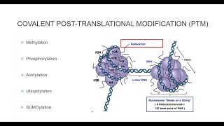 Histone Post Translational Modifications [upl. by Enidlarej]