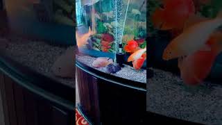 Oscar Fish dying Tight Aquarium space [upl. by Azenav]