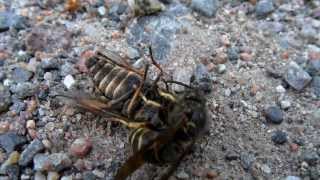 Wasp slays horse fly then gets robbed [upl. by Suirtemid469]