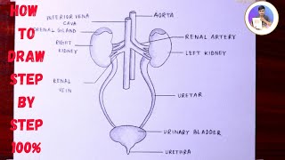 How to draw human excretory system in easy way  step by step  Kidney diagram drawing in 4 minutes [upl. by Yerocaj]