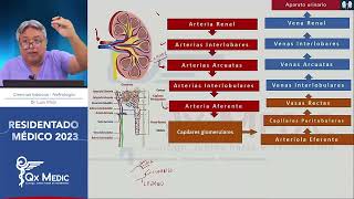 Nefrología  Ciencias Básicas [upl. by Aerised]