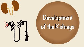 Development of the Kidneys  Renal Embryology  Development of the Urinary System  Embryology [upl. by Grimes997]