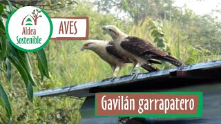 Aves Gavilán garrapatero  Pigua – Yellowheaded Caracara – Milvago Chimachima [upl. by Marlow568]