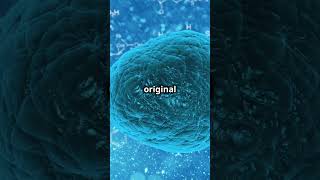 Meiosis Explained in 60 Seconds facts science biology didyouknow microscope EvoMindm2b [upl. by Aleemaj772]