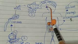 Life cycle of chlonorchis sinensistrematodsmsc zool 1st semOfficial SaNik [upl. by Lyndy]