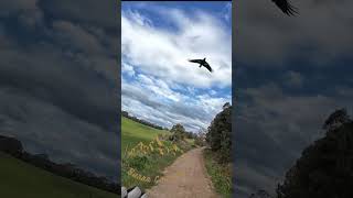 Magpie Attack Burra Country [upl. by Rednijar]