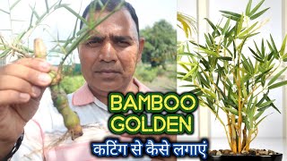 गोल्डन बॉस को कटिंग से कैसे लगाएं How to Grow Golden Bamboo cutting at Home [upl. by Ahsinhoj956]