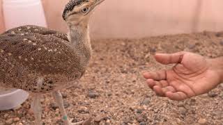 Conservation Breeding center for The Great Indian Bustard at Sam Jaisalmer Rajasthan subscribe [upl. by Ruskin]