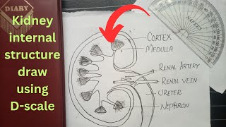 Kidney Internal Structure Detailed Diagram Using DScale [upl. by Ahc]