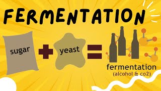 Fermentation explained in 3 minutes  Ethanol and Lactic Acid Fermentation [upl. by Ived]