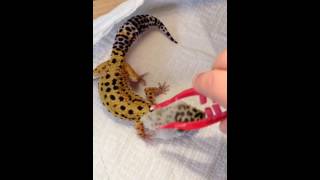 How to help your gecko molt [upl. by Netfa]