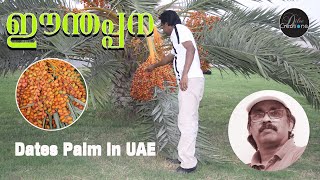 Dates palm  ഈന്തപ്പന  Dilee Creations  Fresh Dates  UAE [upl. by Acim]