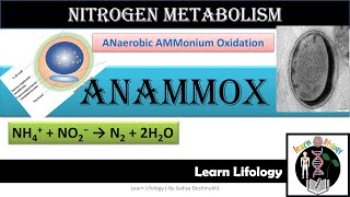 Anammox  Anaerobic Ammonium Oxidation  Nitrogen Metabolism [upl. by Nefets]