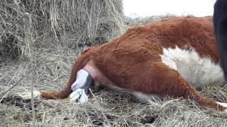 Hereford Cow Calving [upl. by Einafpets]