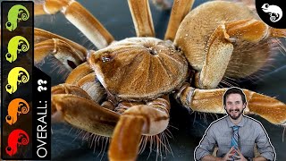 Goliath Birdeater The Best Pet Tarantula [upl. by Naujud]