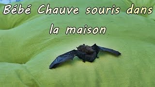 CHAUVE SOURIS dans une maison [upl. by Durwin]