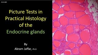 Picture test in histology of the endocrine glands [upl. by Asa]