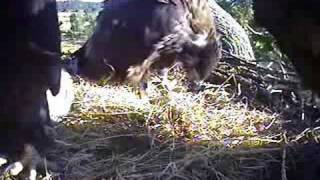 SIDNEY BALD EAGLES NEST BC CANADAFLEDGLING FEEDS HIMSELF [upl. by Labors441]