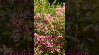 Meet the Chinese Mantis Tenodera sinensis [upl. by Holden]