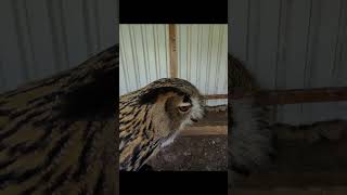 2 Eulen fressen mir die Haare vom Kopf 😱🦉 uhu eule falknerei zoo [upl. by Haldas]