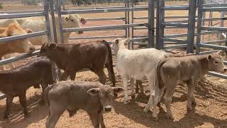 9x9 Charolais X Charbray Cows amp Calves on AuctionsPlus Sale No730 [upl. by Arleyne]