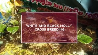 How to cross breed white and black molly at home in tamil [upl. by Nirred39]