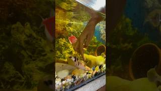 Singi fish badi hogai singifish petfish aquarium petfishlover petsman fishing [upl. by Soigroeg]