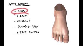 Dorsum of Foot Gross Anatomy [upl. by Floyd]