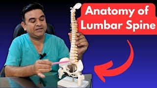 Brief ANATOMY of the LUMBAR SPINE  Essential Insights for HEALTH PROFESSIONALS [upl. by Ker]