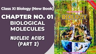 Ch 1 Biological molecules  Nucleic acids Class 11 biology new book  Sindh board [upl. by Zelikow177]