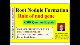 Root Nodule Formation  Role of nod Gene CSIRNET GATE ICMR IITJAM ICAR MSC BSC [upl. by Kannav]