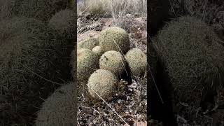 Cactus of Arizona Coryphantha recurvata cactusquest [upl. by Sucramed358]