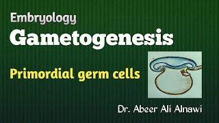 8 Embryology Gametogenesis  Part 1 Primordial germ cells Dr Abeer Ali Alnawi [upl. by Eyanaj]